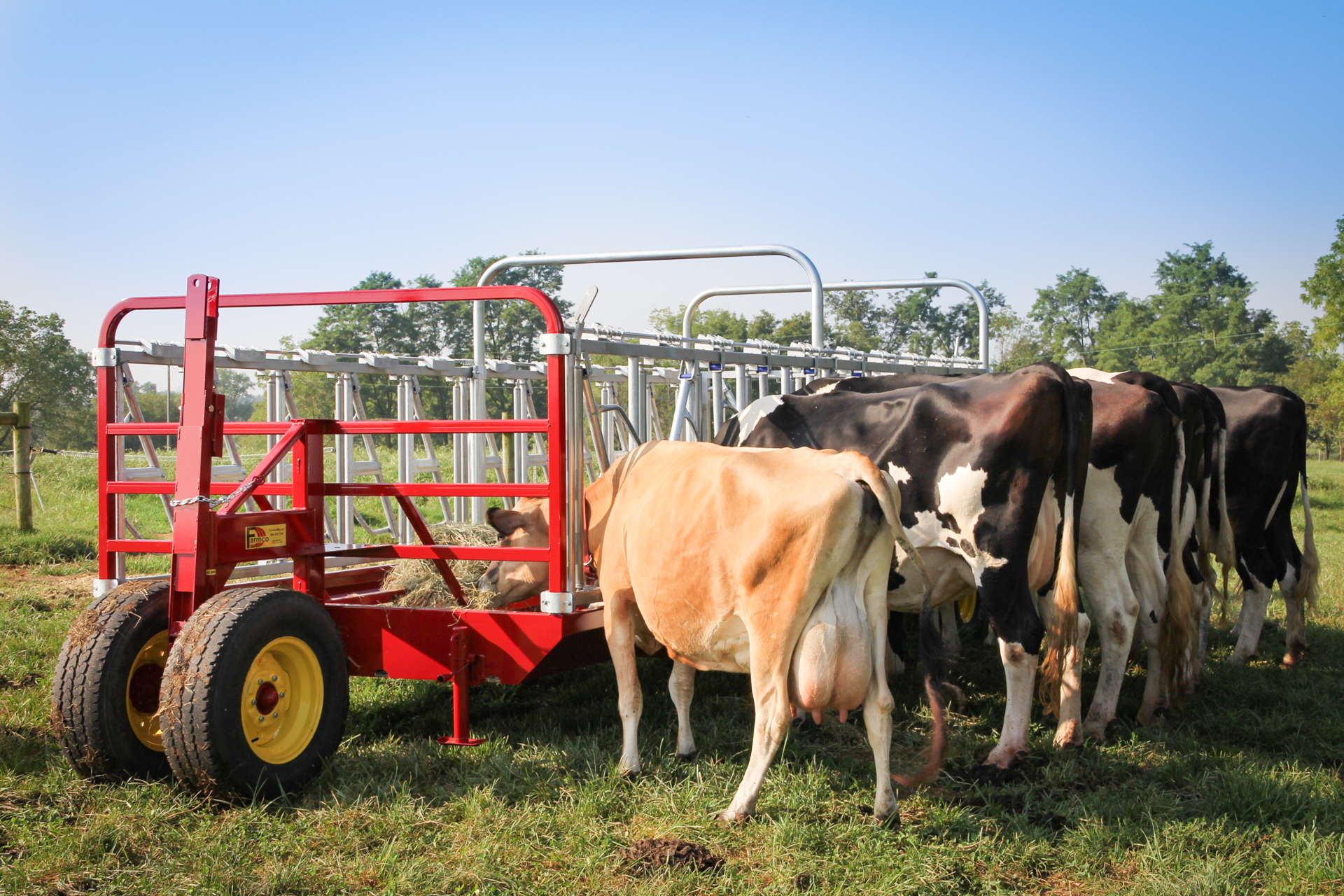 A cattle feeder with headlocks