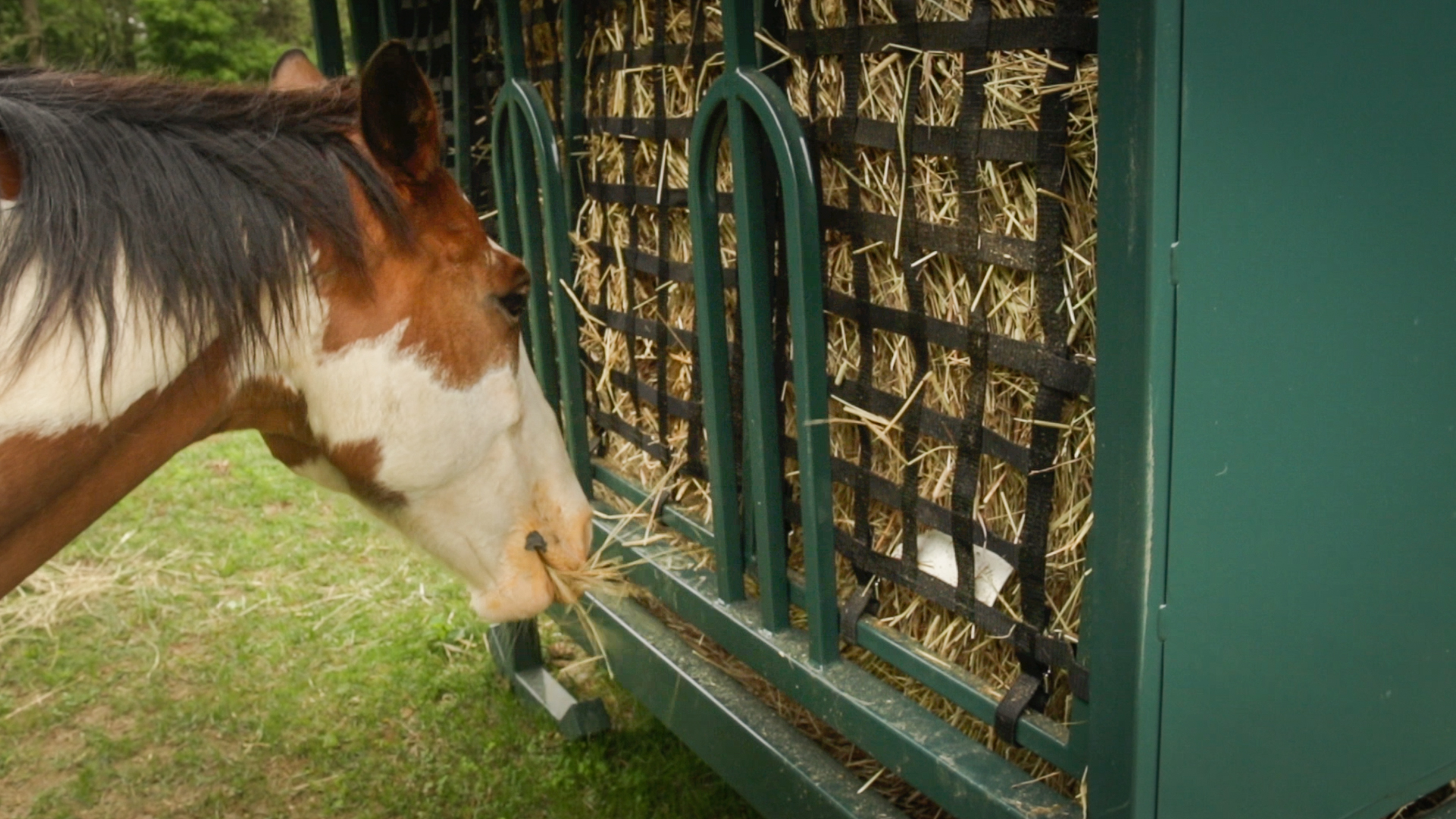 A horse eating from the best horse hay slow feeder