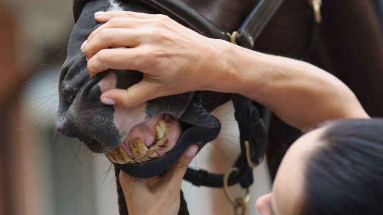 teeth damage for horses which asks the question if slow feeders are bad for horses