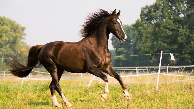 A horse showing the best slow feeders for horses