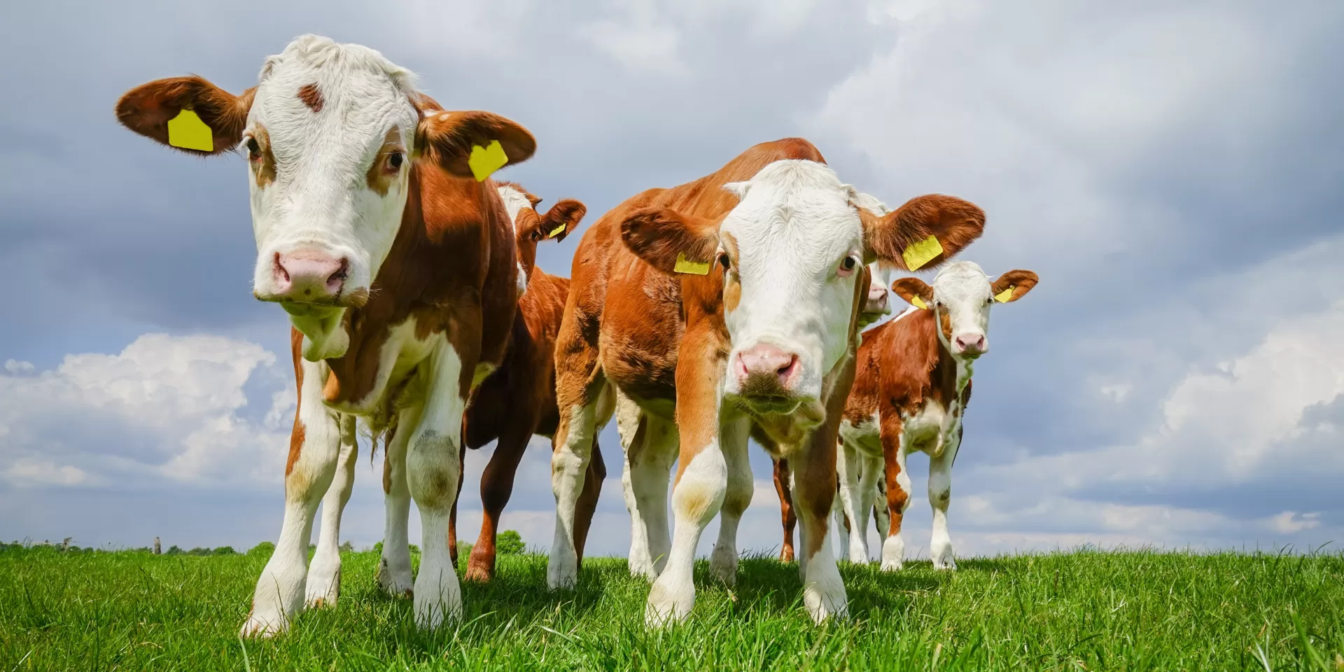 Creep Feeding Calves The Ultimate Guide