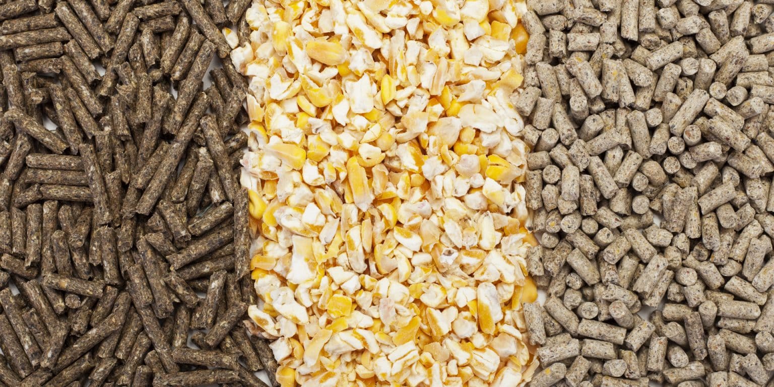 Creep Feeding Calves The Ultimate Guide