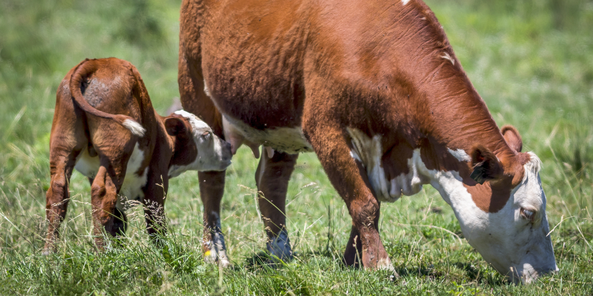 A nursing calf ready to start creep feeding