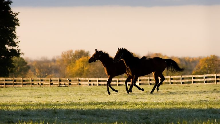 early morning canter