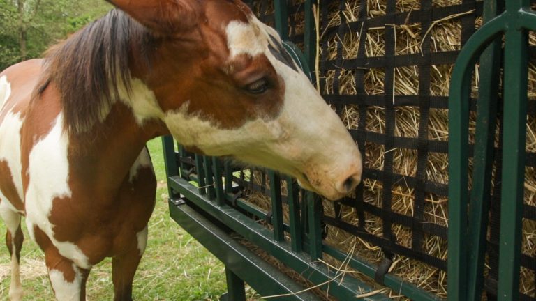 exterior of horse eating hay for round bales for horses for sale article