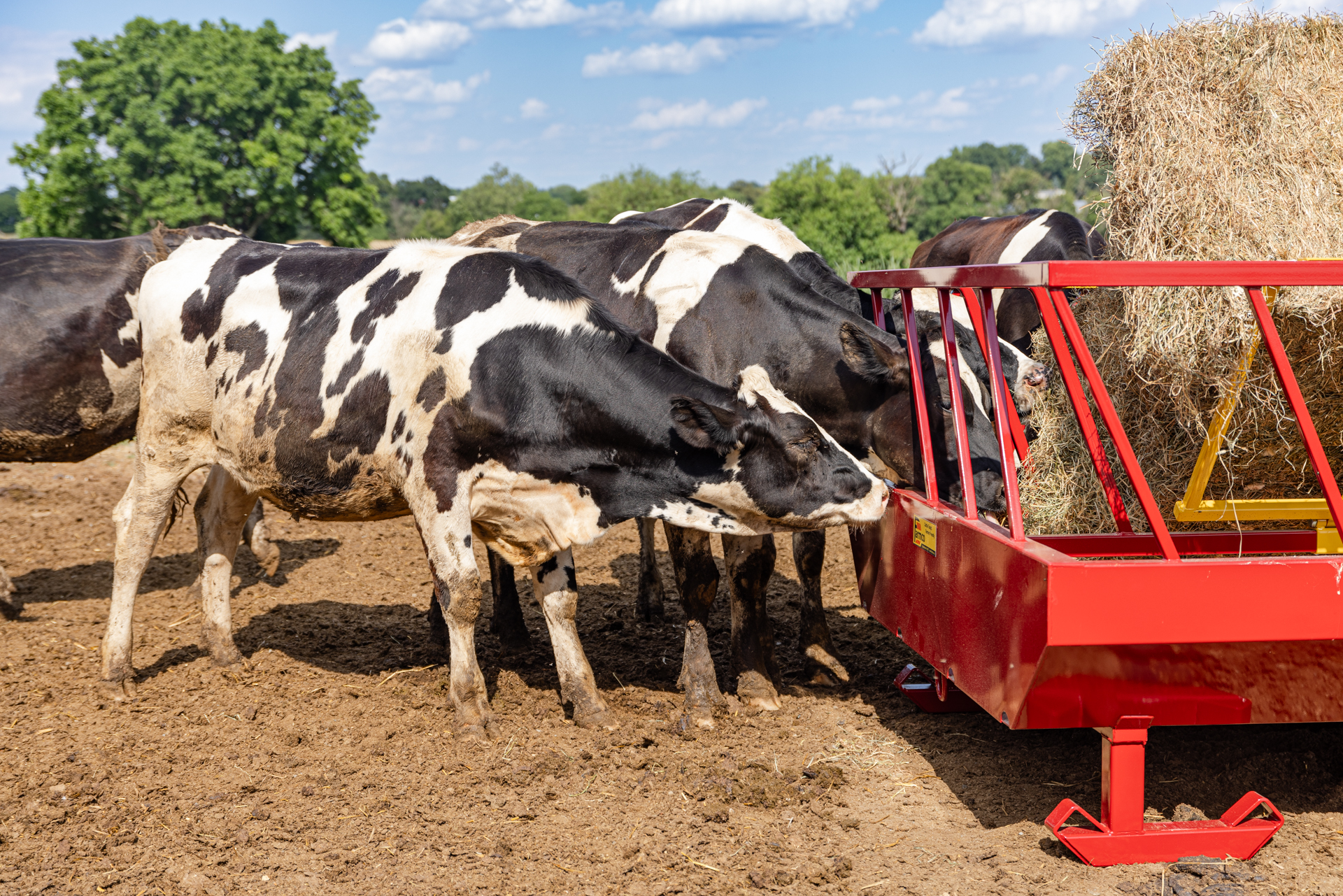 A group of black and white cattle gathered around a red hay feeder, eating from the hay bale. The feeder is positioned on dirt ground with trees and greenery visible in the background under a blue sky with scattered clouds.