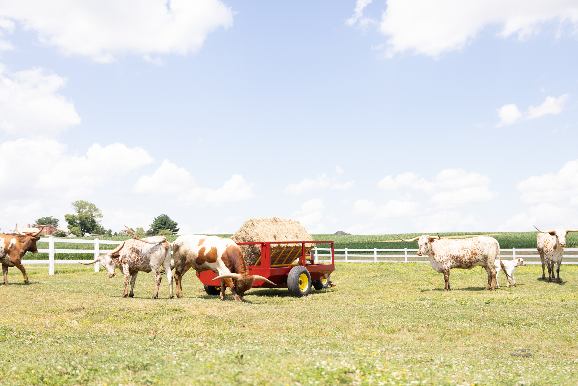 Several Longhorn cattle grazing in a green pasture with a red hay feeder in the center holding a large round bale of hay. The cattle, with their distinct long, curved horns, are spread out around the feeder, some eating hay while others graze on the grass. A white wooden fence and trees can be seen in the background under a bright, partly cloudy sky.