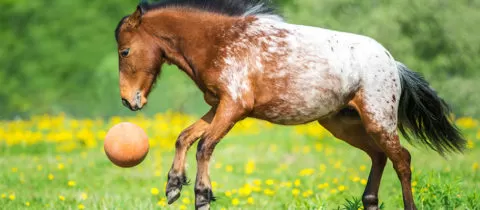 horses playing with toys