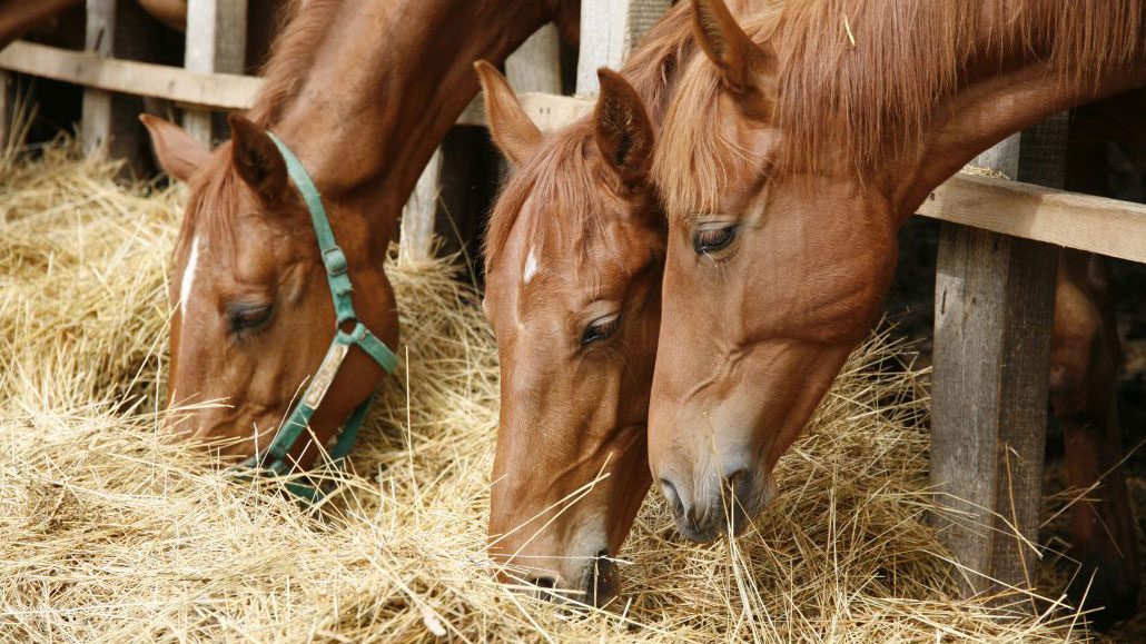 exterior of several horses eating hay for horse overeating article