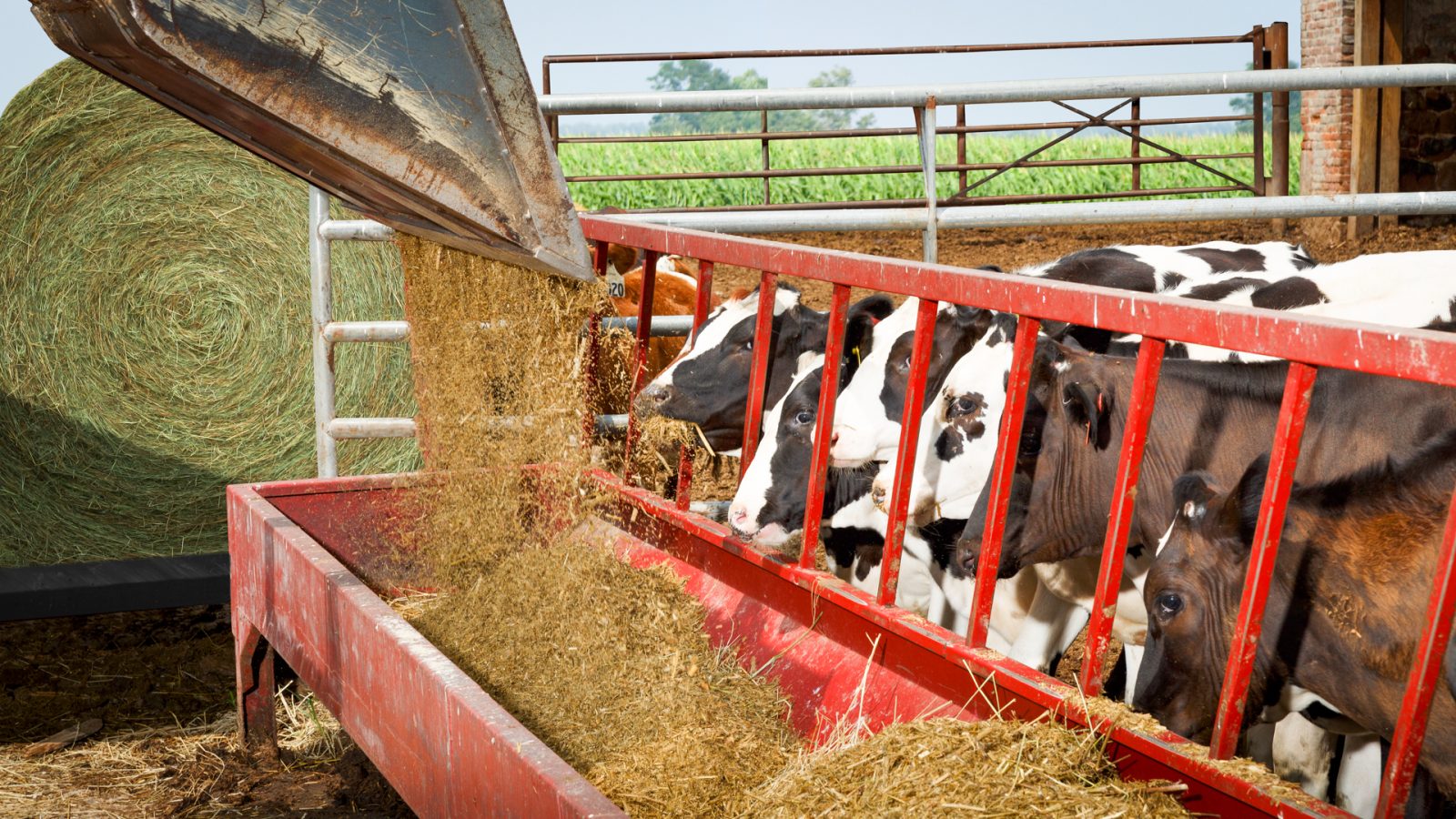 The 1 Best Way To Feed Hay To Cattle Farmco