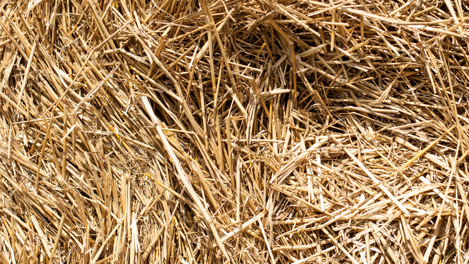 photo of hay for how much hay to feed hay to cattle in winter article
